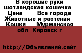 В хорошие руки шотландская кошечка › Цена ­ 7 - Все города Животные и растения » Кошки   . Мурманская обл.,Кировск г.